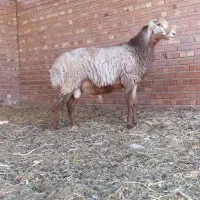 بره نر چینی اصیل قندوزی درشت و سالم|حیوانات مزرعه|کرمان, |دیوار