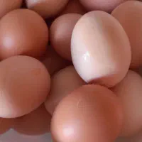 تخم مرغ محلی