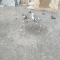 کبوتر پرشی|پرنده|شبستر, |دیوار