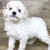 پودل عروسکی سفید