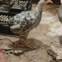 مرغ و جوجه خروس|حیوانات مزرعه|رباط‌کریم, الارد|دیوار