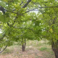 باغ ۱۰۰۰ متری خوش آب و هوا با آبیاری قطره ای