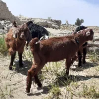 کهره۲/۵ماهه جملی زا