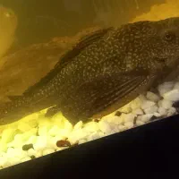 ماهی هایی با طول عمر بالا و کاربردی