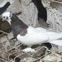 کبوتر طوقی سرخ کاکلی نر