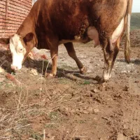 گاو سمینتال شیری شکم اول با گوساله سمینتال