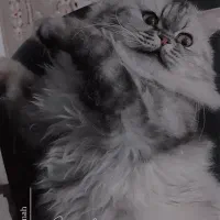 گربه خانگی|گربه|پیرانشهر, |دیوار