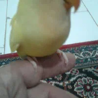 طوطی برزیلی ۱۲۰۰۰۰۰