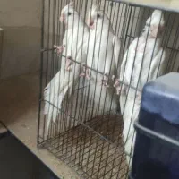 عروس هلندی جفت وتعداد