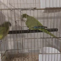 طوطی راهب|پرنده|ابهر, |دیوار