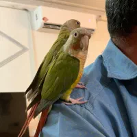 طوطی گیرین چیک آناناسی