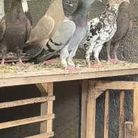 کبود ماده ،جوجه زرد هفترنگ