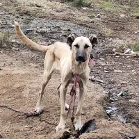 واگذاری سگ سرابی خالص طوله ۹ماهه|سگ|گرمی, |دیوار