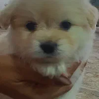 توله سگ پامر|سگ|کرمان, |دیوار