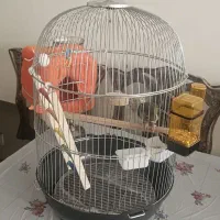 قفس پرنده استیل