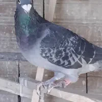 دونر پرشی مسافتی