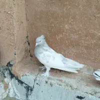 نرماده کله|پرنده|شیراز, درکی|دیوار