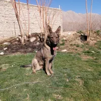 ژرمن ورک رنگ سیبل ماده 10ماهه