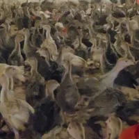 فروش جوجه بوقلمون یکماهه