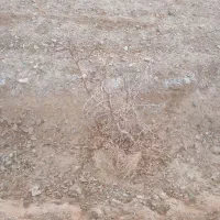 نهال عناب خوسف