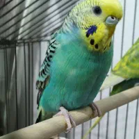 یک عدد مرغ عشق ماده رنگ خاص