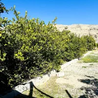 فروش باغ ویلائی گچساران روستای کلاغ نشین|فروش خانه و ویلا|دوگنبدان, |دیوار