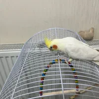 ۳ عدد عروس هلندی با لوازم