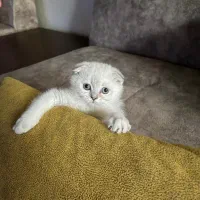 تعدادی توله اسکاتیش اصیل