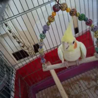 عروس هلندی لوتینو|پرنده|شیراز, دکتر حسابی|دیوار