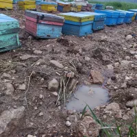 فروش23تاکندوی کارنیکا