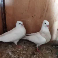 یک جفت جوجه طوقی هفت رنگ مفلق|پرنده|اصفهان, ناصرخسرو|دیوار