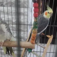 عروس هلندی جفت با قفس