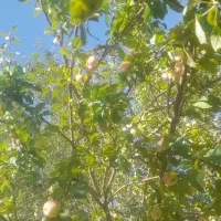 سرکه سیب موجود است ۱نیم لیتری ۳۵۰