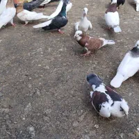 کفتر طوقی کله سبز