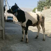 گوساله ماده اصل هلشتاین