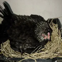 مرغ کرچ گلین