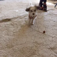 سگ باهوش|سگ|سقز, |دیوار