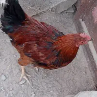 مرغ محلی|حیوانات مزرعه|کله گان, |دیوار