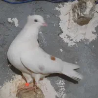 کبوتر لون دار
