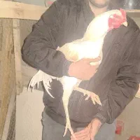 خروس‌ لاری