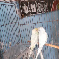 یه جفت مرغ عشق