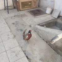 بلدرچین|پرنده|همدان, |دیوار