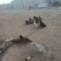 مرغ|پرنده|صمصامی, |دیوار