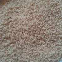 برنج چمپا یاسوج