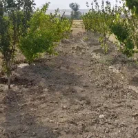 زمین درخت میوه|فروش زمین و ملک کلنگی|بهار, |دیوار