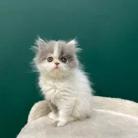 پرشین های بای کالر جذاب/ شهرک غرب/ سپهر