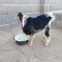 بزغاله خلج - گراش|حیوانات مزرعه|گراش, |دیوار