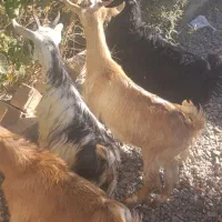 4راس بزغاله شیرمست نژاد عالی|حیوانات مزرعه|کرج, خرمدشت|دیوار