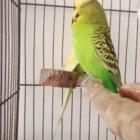 مرغ عشق اینگلیسی|پرنده|هشتگرد, شهرک وحدت|دیوار