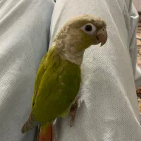 گرینچیک فول رام